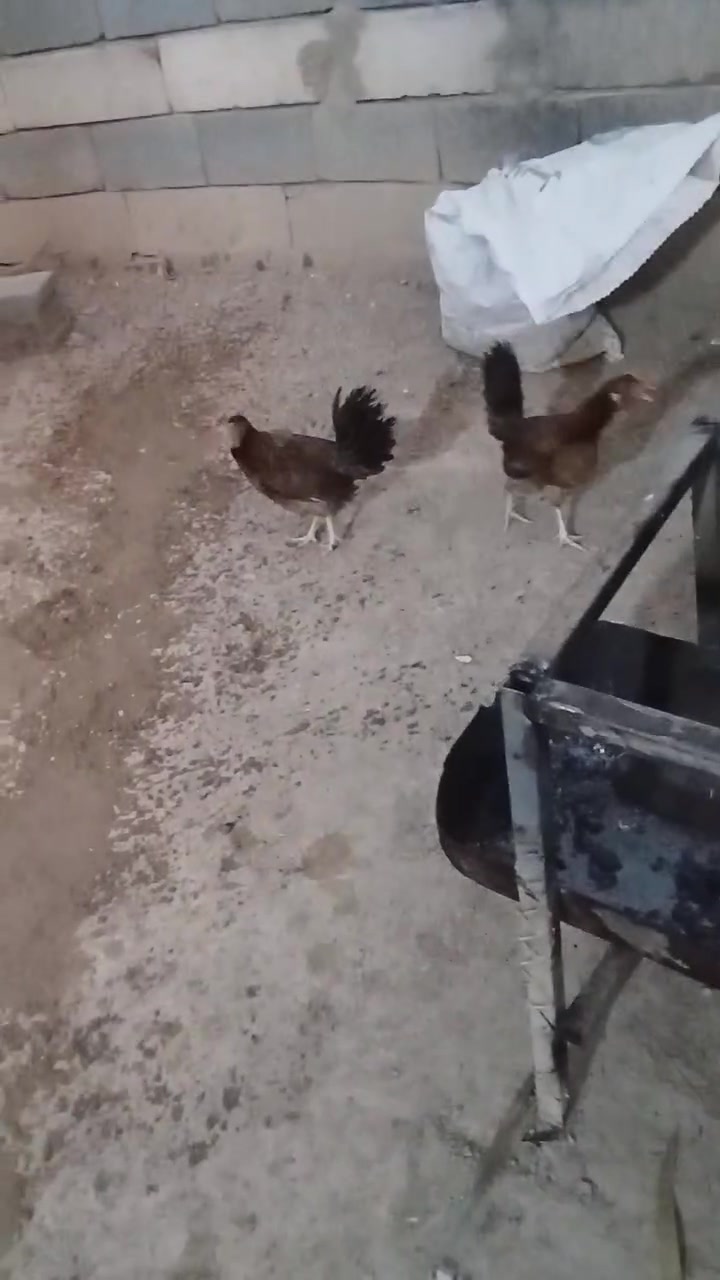 دجاج للبيع بل البصره المطيحه مناوي لجم سعر الوحده 25 المو شراي لايراسل رقم الهاتف *********** متوفر وتساب والشراي راسل وتساب المو شراي لايراسل رجاءا
