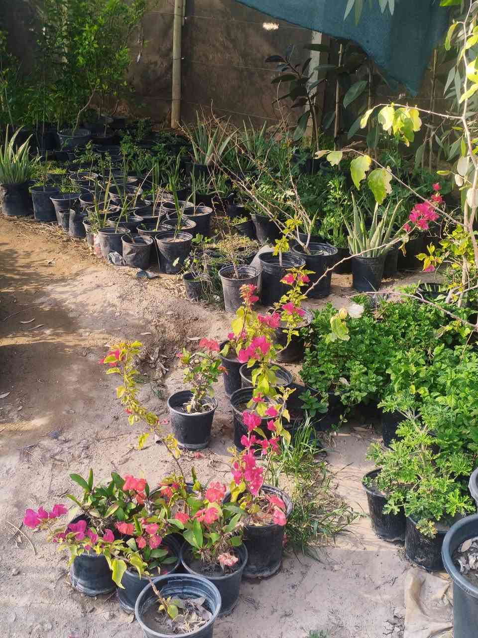 مشتل البدعه داخل ناحيه كنعان 
يتوفر فيه جميع انواع الأشجار المثمرة والحمضيات 
يتوفر فيه جميع أشجار الزينه 
يتوفر فيه نخل خضراوي 
للاستفسار الاتصال على الرقم التالي ***********
