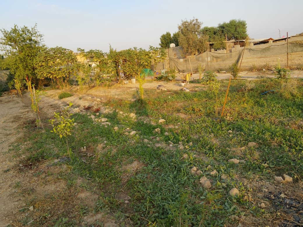 اللهم صل على محمد وال محمد من رخصة مسوؤلي الكروب
بيت مع مزرعة للبيع – بغداد حي البتول 
 مساحة الأرض 2500 مزروعة بأشجار حمضيات وفواكه تين بربن رمان نبك تفاحي 
فسايل نخيل برحي اصطه عمران تبرزل 
مساحة البناء 150م²:
البيت : 2 غرف نوم، استقبال، هول، مطبخ، مجمع صحيات، وواجهة 20 م. نزال 130 م 
نهاية الشارع مدرسه الخيرات 
📞 للتواصل: ***********
°22'31.9"N 44°32'13.7"E
