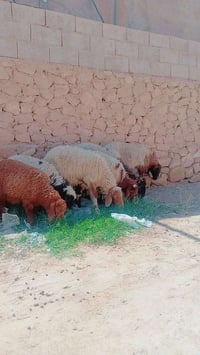 ٣ نعاج • ثنيه فتيه سنه • خشنات