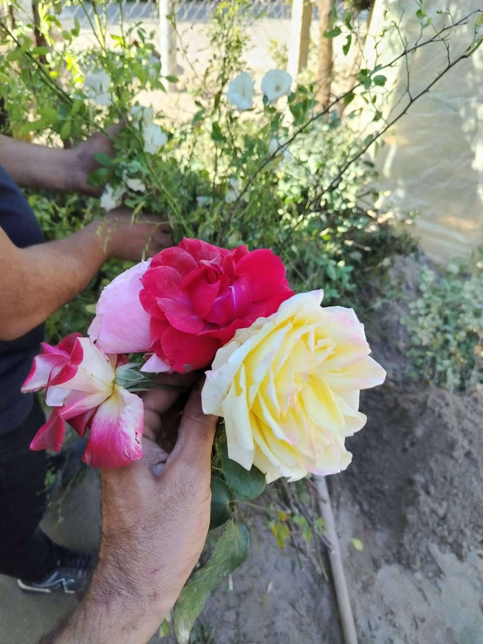 السلام وعليكم 
متوفر اقلام كميات 
اقلام رمان سليمي سعر الف قلم 150الف
رجع توفر اقلام الجوري العراقي العطري  7الوان سعر الف قلم 200 الف 
المكان ديالى *********** واتساب
