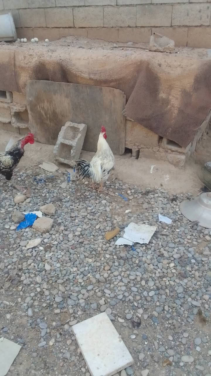 ديوك عرب للبيع الشراي يتصل على الرقم ***********
