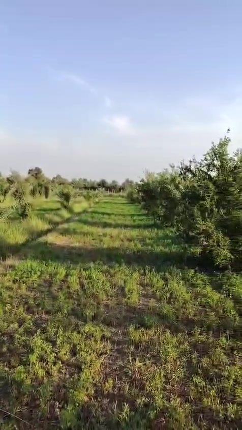 عرض وارض متتفوت
للبيع أرض زراعية بمساحة4 في موقع متميز وهادئ. تباع تقطيع حسب الطلب🧾 

📍 الموقع: سبع البور - منطقة البصام 

📜سند 25 ع طابو الكاظميه تبعد عن بوابة الكاظميه 10 دقايق 

🚜 المميزات: 

صالحه السكن والزراعه

خدمات كاملة (كهرباء، ماء سقي).

موقع حيوي قريبه من مدرسة.

🤝 الضمان: شرطنا الأساسي (ما تدفع ولا فلس إلا بعد فتح البيان في دائرة الطابو باسمك).

📞 للاستفسار والتواصل ***********
