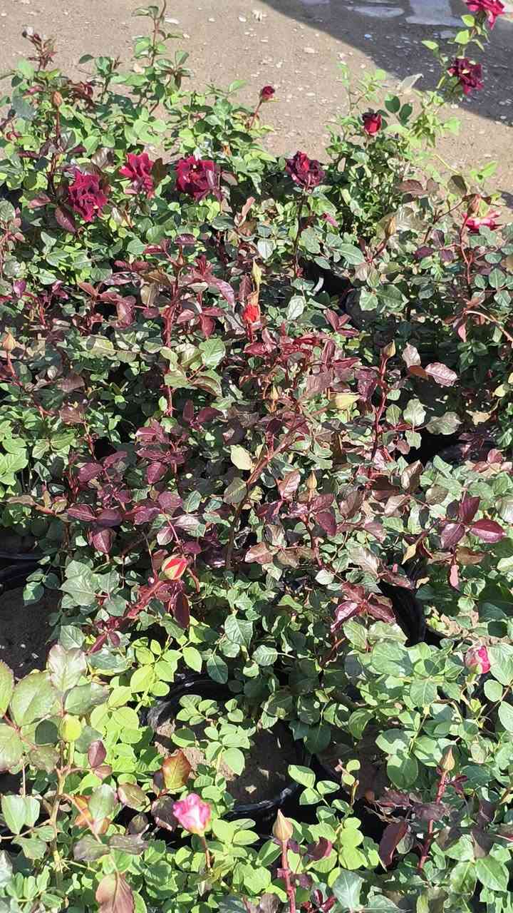 اللهم صلي على محمد وال محمد ❤️ 
توفر ورد الجوري العراقي 
العنوان شهربان حي العصري بصف المستشفى العام


**إذا كنت صاحب هذا الإعلان وتريد حذفه لأي سبب، رجاءا أرسل رسالة إلى الدعم الفني**