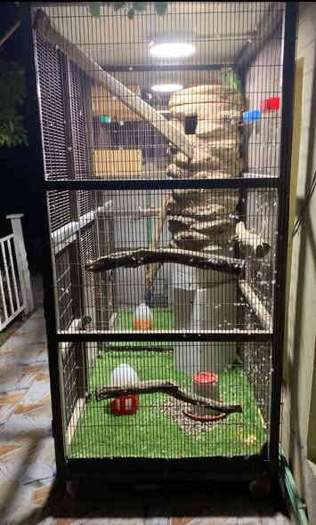 متاح قفص حجم كبير تزكام خاص قوي جداً
مواصفات القفص//

وجه القفص ( العرض ) ٢ متر و ٤٠ سم  صافي
النزال ١ متر صافي
الارتفاع ٢ متر  صافي
اللون مصبوغ اساس زنجاري واللون الحالي برونزي
مربوط كهرباء وبي ٢ ليدات وسويج تشغيل واطفاء مطري
متنقل وبي تايرات ويتنقل بكل سهوله 
القفص مغلق من جميع جهاته ويحتوي على بابين
ارضيه قويه من حديد وخشب قوي وباستطاعة الشخص الدخول داخل القفص والمشي على الارضية بكل اريحية 
الارضيه مفروشه ثيل صناعي 
القفص مقسوم قسمين قسم قياس عرضه متر وقسم قياس عرضه متر و٤٠ سم ولكل قسم باب خاص فيه
 قياس البابين ٩٠ سم ارتفاع و٦٠ سم عرض وايضاً يجوز قفل الباب 
سقف القفص سندويج 
حديد القفص والمشبك من النوع القوي جداً 
يحتوي على خلية ببغاء دره فقط
القفص جديد ونظيف تزگام خاص
مكاني ديوانية للتواصل الاتصال على الرقم التالي
موجود واتساب /*********** 
السعر 350 الف وبي مجال
