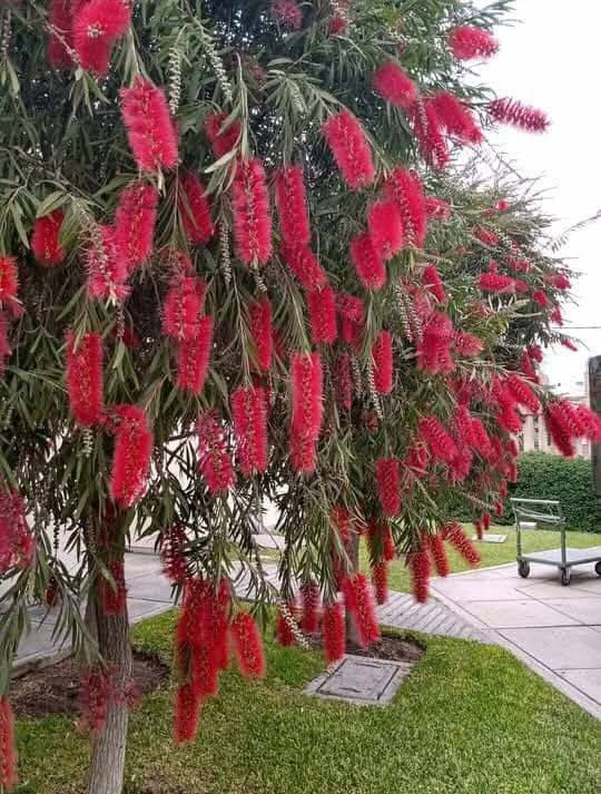 بسم الله الرحمن الرحيم وصلت الوجبه الجديده من النباتات والورود الموسمية والبتموس والسماد الحيواني والحمضايات والعرموط والمشمش والكوجه بنوعيه رقم الحجز *********** ويتوفر توصيل ايضا نورونا في مفرق السده مجاور المستوصف البيطري
