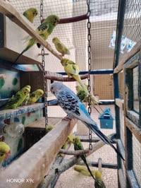 بلابل حب • ٢٢طير • قفص كبير