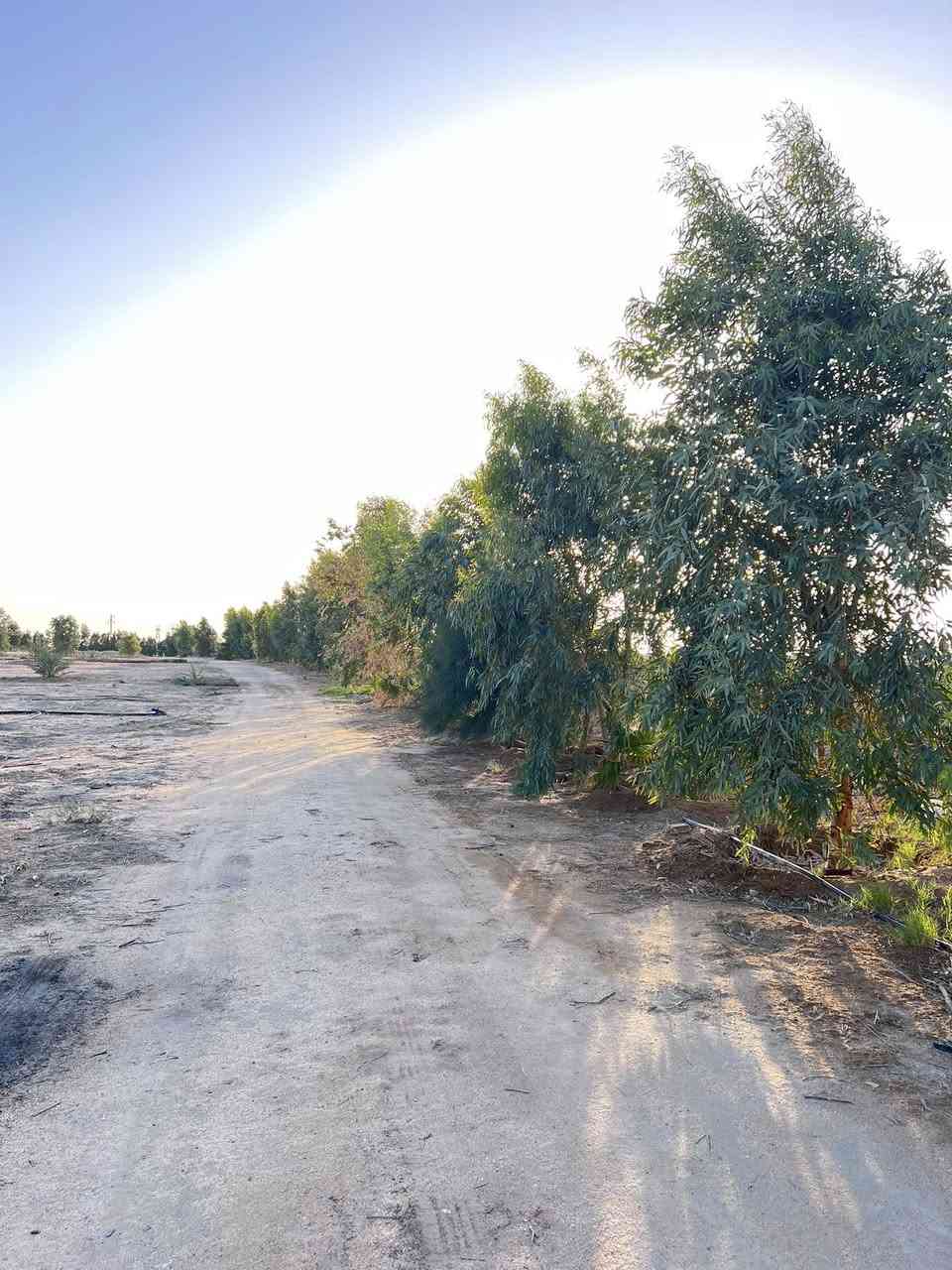 🌴 مزرعة للبيع – فرصة استثمارية مميزة 🌴
📍 الموقع: البصرة – الزبير، على طريق سفوان
 • المساحة الكلية: 45 دونم مرتسم
 • المساحة بعقد: 32 دونم
 • العقد: مُجدد سنة 2025 مع قانون التمليك

🌴 النخيل (جميعه مثمر)
تحتوي المزرعة على حوالي 450 نخلة من أفضل الأصناف:
البرحي – المجهول – السكري – نسيجي – فسائل – أم الدهن
🌳 أشجار الزينة والمستوردة
حوالي 750 شجرة من الأشجار المميزة:
الأثل الأمريكي – الشجر الهندي – الحناء – الورد الجهنمي – نخيل واشنطن

️ الخدمات المتوفرة
✔️ نظام سقي متكامل جاهز
✔️ محولة كهرباء خاصة
✔️ بيت فلاح داخل المزرعة
✔️ المزرعة جاهزة للاستثمار
💰السعر المطلوب : 500 مليون دينار عراقي ( قابل للتفاوض للجادين )
📞 للاستفسار التواصل على الخاص أو الاتصال
***********
***********
