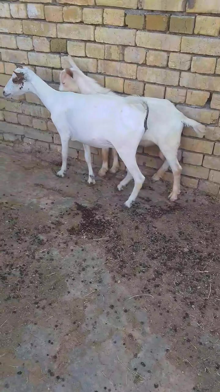 الهم صلي على محمد وال محمد ماشاالله تبارك الرحمن نثيه وفحل نثيه عشار شهرين تغريبا جايب بطن وحده جم اثنينهن بلاد حلوات ومناسبات مكفولات عل كل عيب ملقحات سعرهن 550 وبيهن مجال للشراي مكاني كوت توصيل موجود والشراي يراسلني وميكون خاطره اله طيب *********** واتساب والشراي بي خير ويدلل
