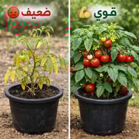 🌱 ليش السماد السائل أفضل من السماد الصلب؟ 🤔  إذا تريد نتيجة سريعة ومحص...