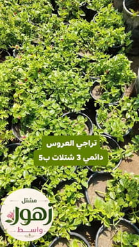 مشتل زهور واسط • تخفيضات شتلات • توصيل الكوت