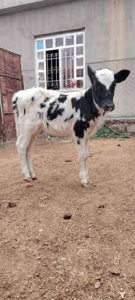 السلام عليكم
اخوان يوجد جوز حوليات
وحده فرنسيه وحده فريزيه جنس نضاف وين جنايه
سعرهن بلاش بلاش مليون 75 فقط قفل قفل
شراي يتصل او واتساب فقط
***********
شرقاط قريه شكرا
م/ حوليات جنس بس زقار مو كبار يجيني لايكلي زقار
