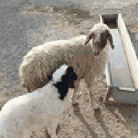 محل فول • للبيع • حي العصري