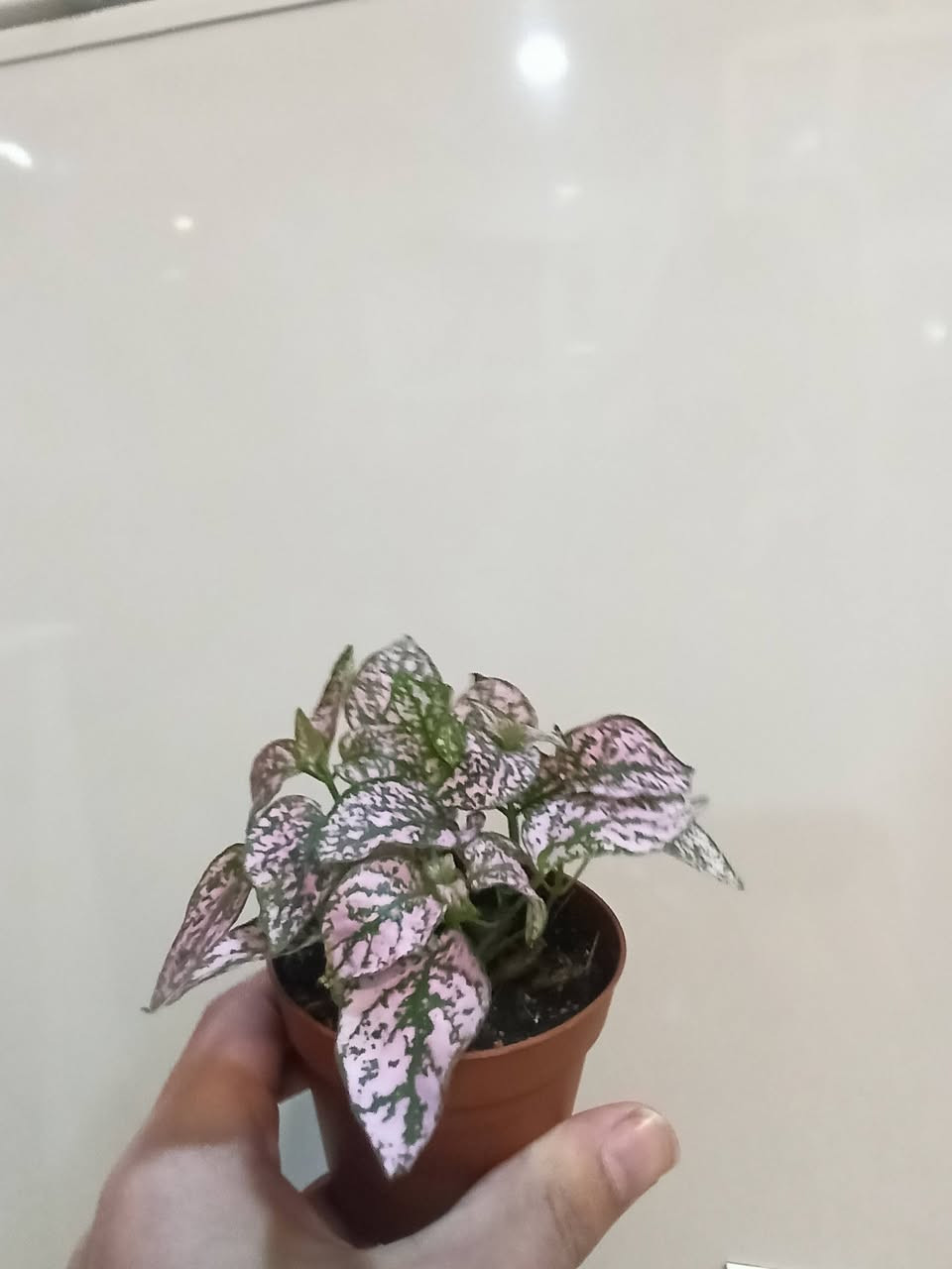 عرض خاص
فتونه كل قطعتين ب5 الاف
يوجد توصيل داخل الموصل ☘️☘️
توصيل محافظات ب5 الاف


**إذا كنت صاحب هذا الإعلان وتريد حذفه لأي سبب، رجاءا أرسل رسالة إلى الدعم الفني**