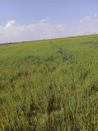 اسفح افلي • ١٥٠ دونم • أرض