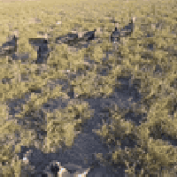 بصرة • ست ديوك