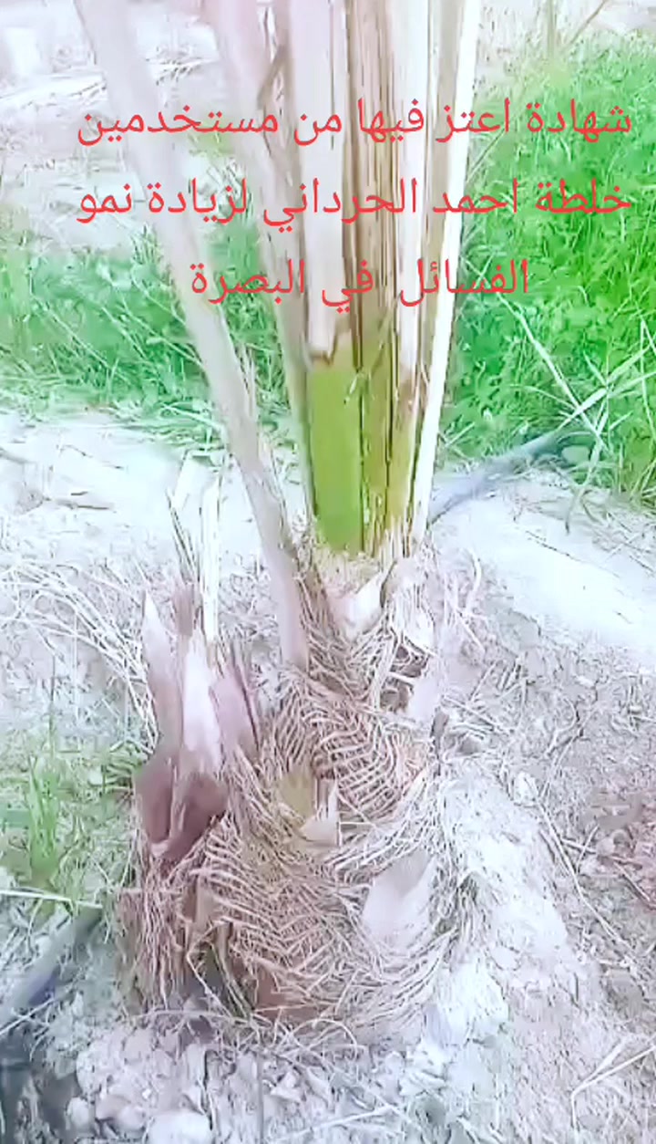 شهادة اعتز فيها من مستخدمين #خلطة_احمد_الحرداني لزيادة نمو الفسائل بالبصرة 
 #يوجد_خدمة_توصيل_لجميع_المحافظات


**إذا كنت صاحب هذا الإعلان وتريد حذفه لأي سبب، رجاءا أرسل رسالة إلى الدعم الفني**