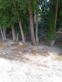 كاربس محتاج واحد يقطعه وياخذه رقم 07883381967