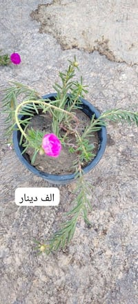 توصيل النجف فقط