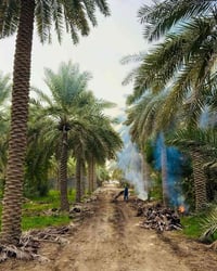 اليوسفية القصر الأوسط • دوانم طابو زراعي • سند 25