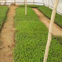 يوجد لدينا شتل طماطة عادي ومقاوم لحجز والاتصال٠٧٨٠٧٥٦٧٨٨٣