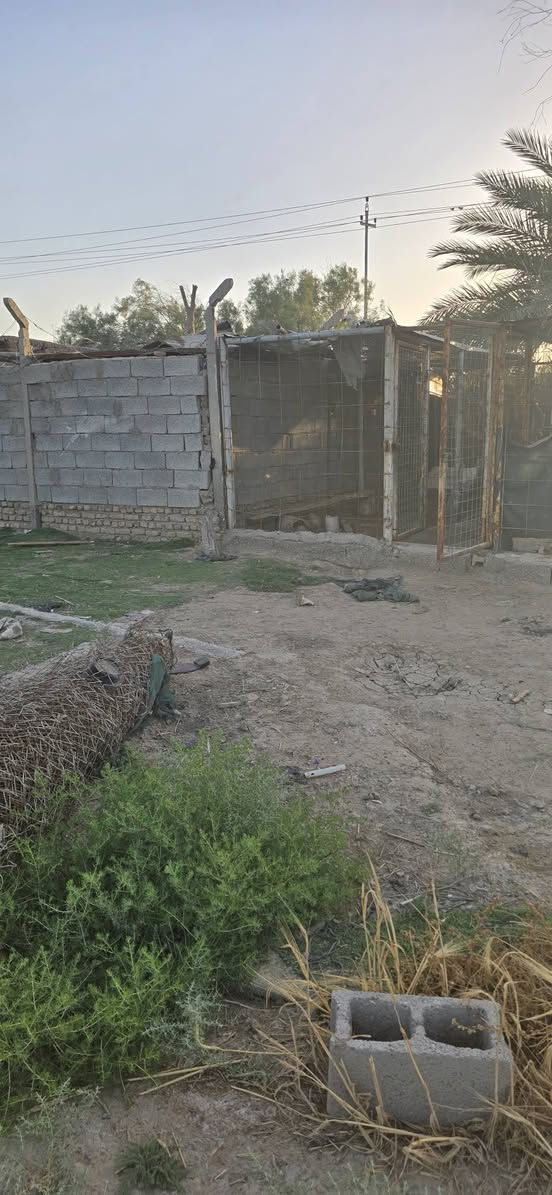 بستان للبيع ٤ونص دونم صوب بني ركاب طريق سيد مناحي قرب مدرسة الرسول الأعظم أنوع الشجاروالنخيل متوفره كل خدمات تبليط كهرباء وماء ***********وبه وتساب

