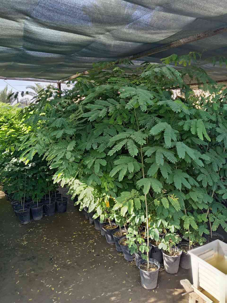 على بركه الله
سوف تنطلق سياره من الحله محمله جميع انواع النباتات كل من النفضيات والحمضيات والتين الاسود والابيض وجميع انواع الورود  إلى بغداد وصلاح الدين وبلد والاسحاقي وبيجي وتكريت وسامراء باقي ٣٥٠ شتله على حمل السياره احجز شتلاتك وراح يوصلنك الباب البيت 
واتساب: ***********
