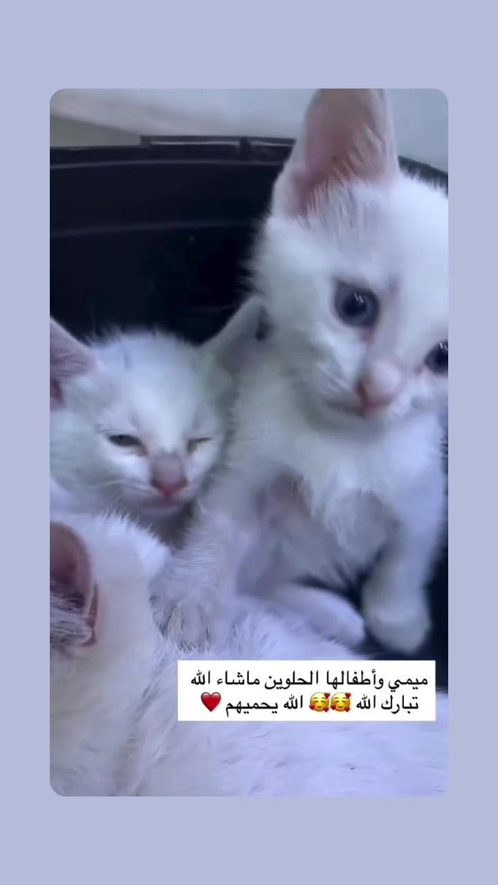 قطط لتبني ملاحضة لام مو لتبني فقط الصغار


**إذا كنت صاحب هذا الإعلان وتريد حذفه لأي سبب، رجاءا أرسل رسالة إلى الدعم الفني**