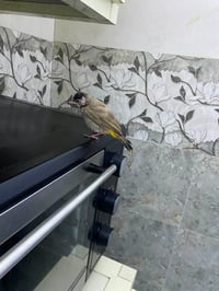 بلبل • طير أليف • للبيع