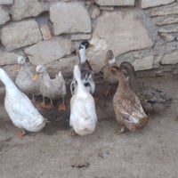 بط بياض • عدد ٨ • موصل