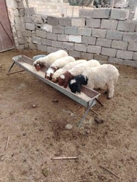 طليان فحله ٣ وفطايم نثايات2 شلع (مليون و٤٥) قفل توصيل مجاني ٠٧٨٤٧٧٥٨٨١...