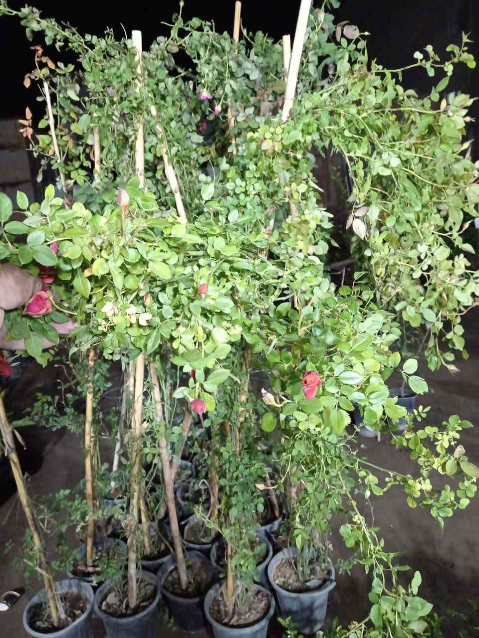 على بركة الله ♥

مسواك جديد في مشتل ابوبكر الفرع الثاني 

#العنوان_القائم_حصيبة 
شارع ابو رندة القديم شارع صيدلية النبع مقابل قرطاسية ديار الأمل 

الإتصال *********** مشتل ابوبكر
