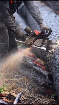 تقطيع نخيل • تقطيع أشجار