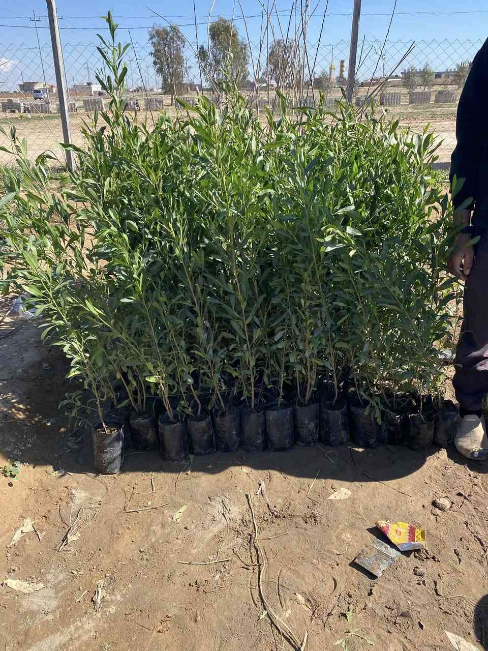 وجبة جديدة ثيل هندي المتر مربع ٣ آلاف ورد موسمي ودائمي ٥٠٠ دينار نينيا ١٠٠٠ دينار نخل زهدي وخستاوي ٥٠٠٠ دينار  
وتكي هندي وكندي وجهنمي الوان وبخور هندي وجوري سلطاني وإيطالي 
وجميع أشجار الحمضيات والنفضيات السعر حسب الاحجام #مشتل الكوثر طريق الزاب شميط قرب محطة الرملي وقاعة الهيبة بإدارة رعد ابو كوثر ***********
