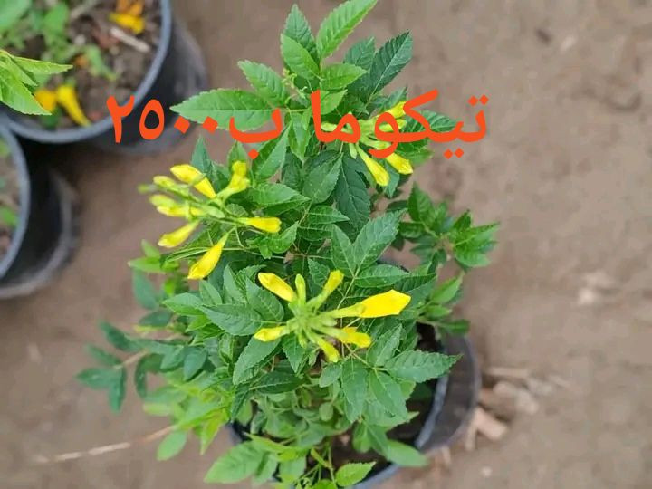 للطلب*********** واتساب
التوصيل داخل بغداد فقط
