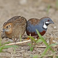 سمان ملكي • سمان • طيور • زوج سمان • طيور زينة • بيع سمان • سمان الهوي...