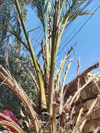 نخلة • للبيع • شارع شمري
