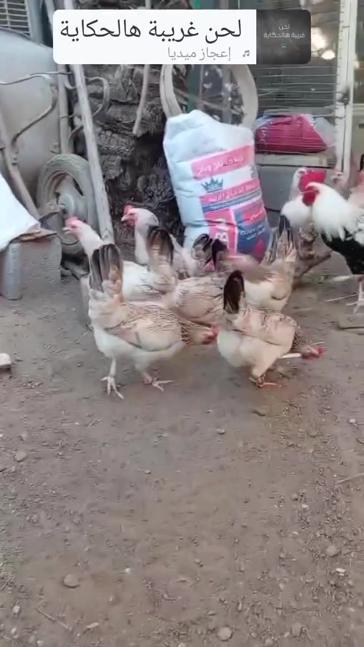 السلام عليكم اللهم صل على محمد وآل محمد 🌺
متــــــــــاح بيض دندراوي فواتح من هذا الحلال الحلال يرجع الى حيدر الامير مكاني ديالى قرب سيطرة الغالبيه تفاصيل خاص او واتساب ***********
