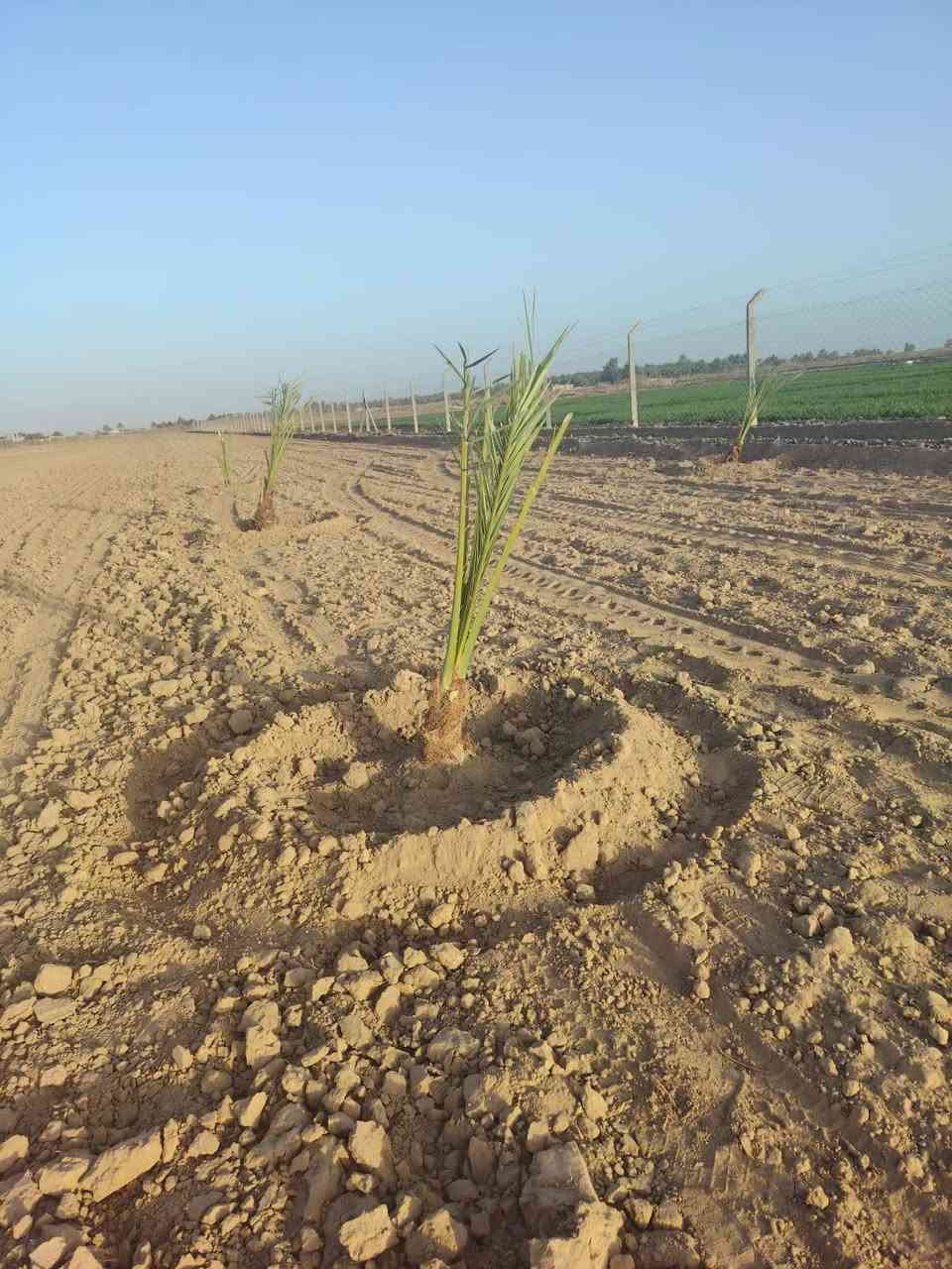 كادر لتجهيز المزارع والبساتين بالنخيل والحمضيات ***********
