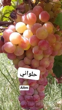 شتلات عنب • حلواني • مشتل الشيباني