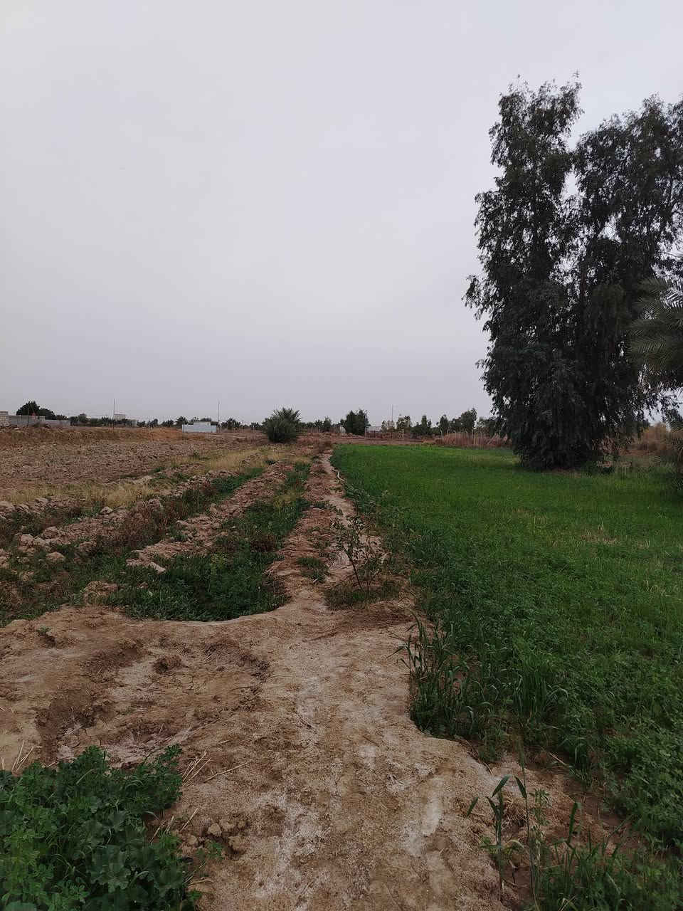 سلام عليكم ارض للبيع المساحه دونم ونص ع طريق السنيه مقابل معمل الكاشي سيد ابراهيم للاستفسار اتصل ***********
