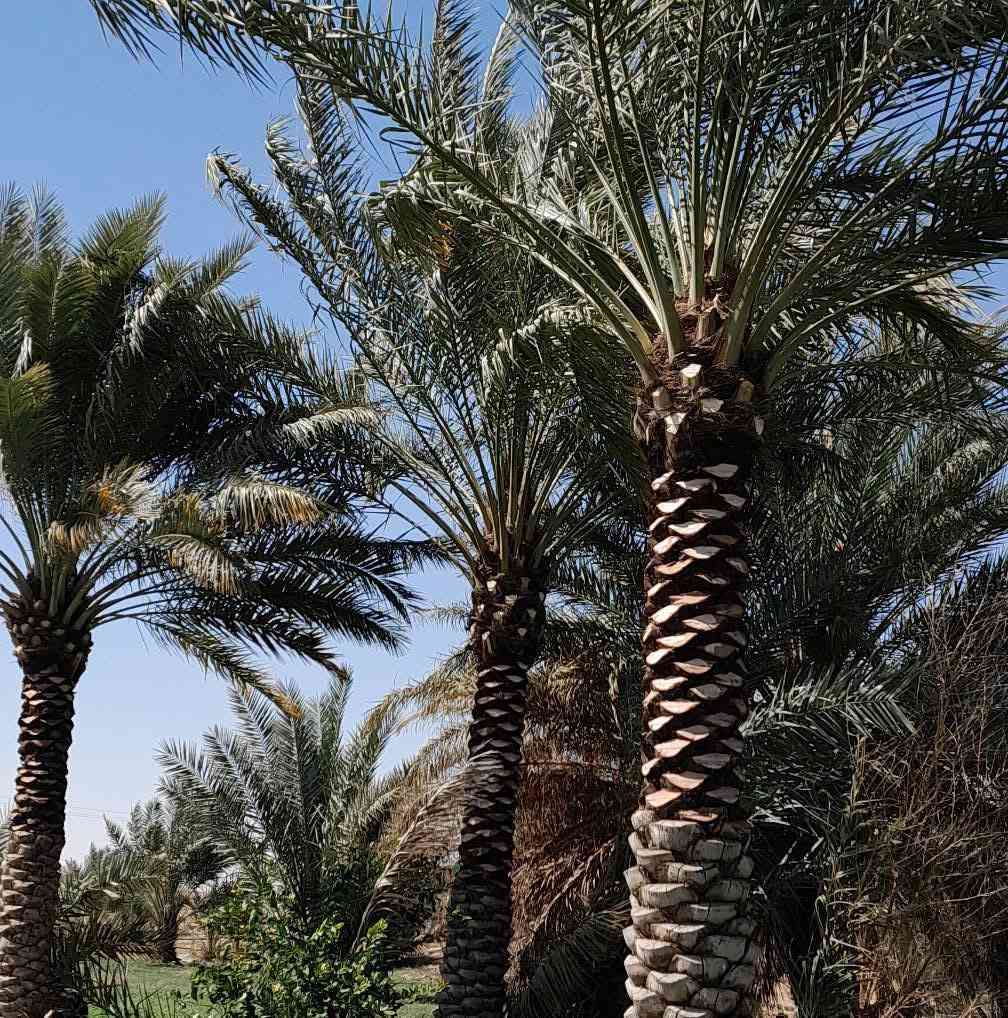 سلام عليكم اشتغل تكريب وتنضيف وتلقيح النخل وعندي منشار لتقطيع النخل والاشجار وهذا شغلي وهذا رقمي ***********
