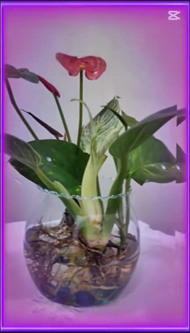 “خلّيت الجمال يسبح بالمي ✨🌱”ثلاث نباتات مع بعض 🍀🌿🌱


**إذا كنت صاحب هذا الإعلان وتريد حذفه لأي سبب، رجاءا أرسل رسالة إلى الدعم الفني**
