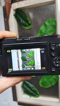 سعركم • لا تكسرون • رحموا أهلكم