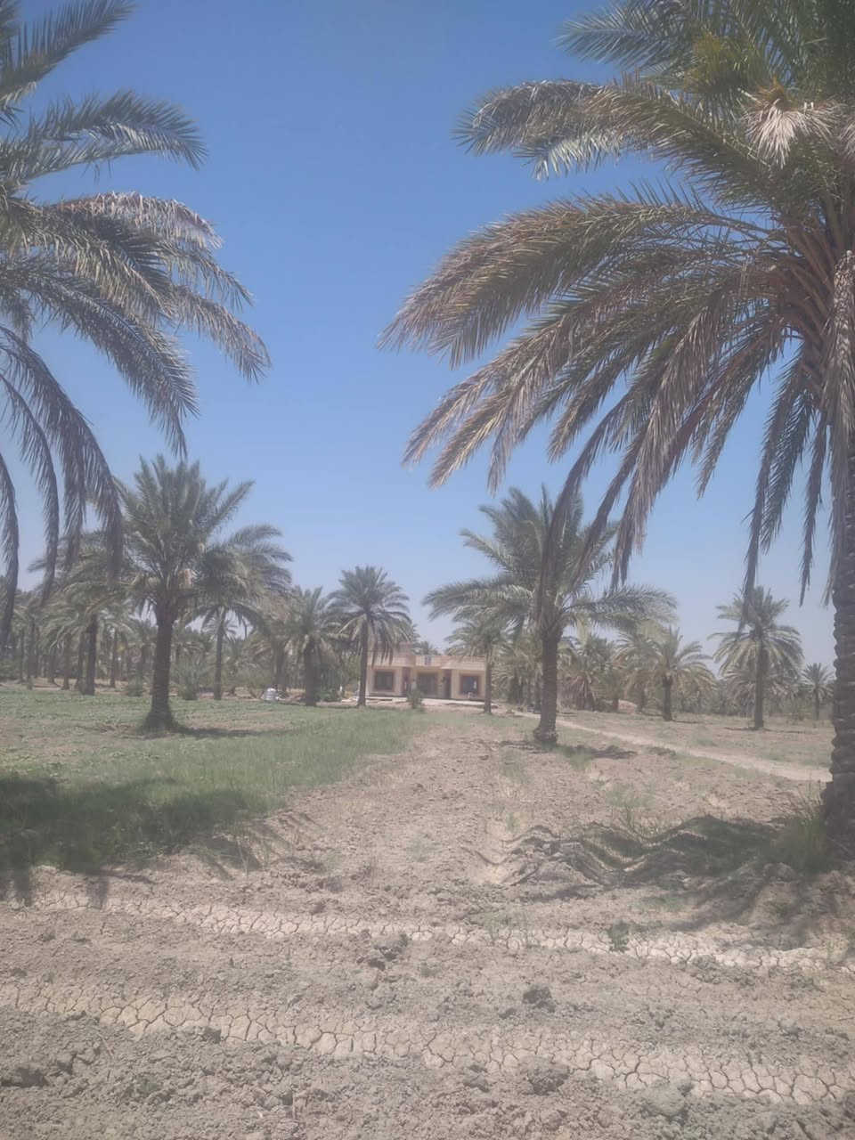 بيت للبيع ٢٠٠ متر مع قطعة أرض ٩ دوانم تحتوي قطعة الأرض على١٢٠ نخله عقد ٣٥ في بابل منطقة ابو كصيب قرب ملعب بابل الدولي للإستفسار اتصل على الرقم ***********
