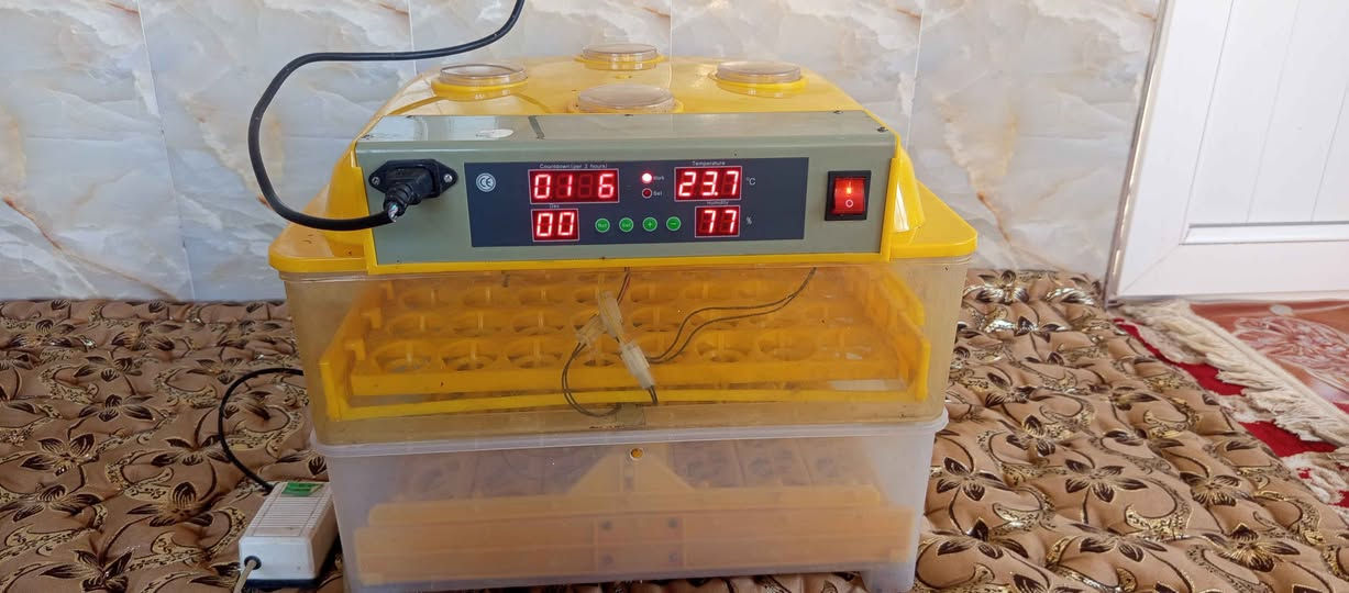 فقاسه للبيع  نضيفه مابيه اي عيب شغاله تلزم 120 بيضه السعر 110 او بيه مجال.  الرقم *********** كركوك, العراق
