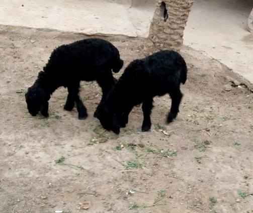 بسم الله
غره اول بطن وراها توم  
مكانه كبيسه
‏‪7809468487‬‏0
السعر ولعمله اتصل او دخل خاص


**إذا كنت صاحب هذا الإعلان وتريد حذفه لأي سبب، رجاءا أرسل رسالة إلى الدعم الفني**