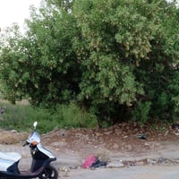 قطعه للبيع خلف مستشفى الكرامه المساحه 190 متر      شارع 15 / اللاستفسا...