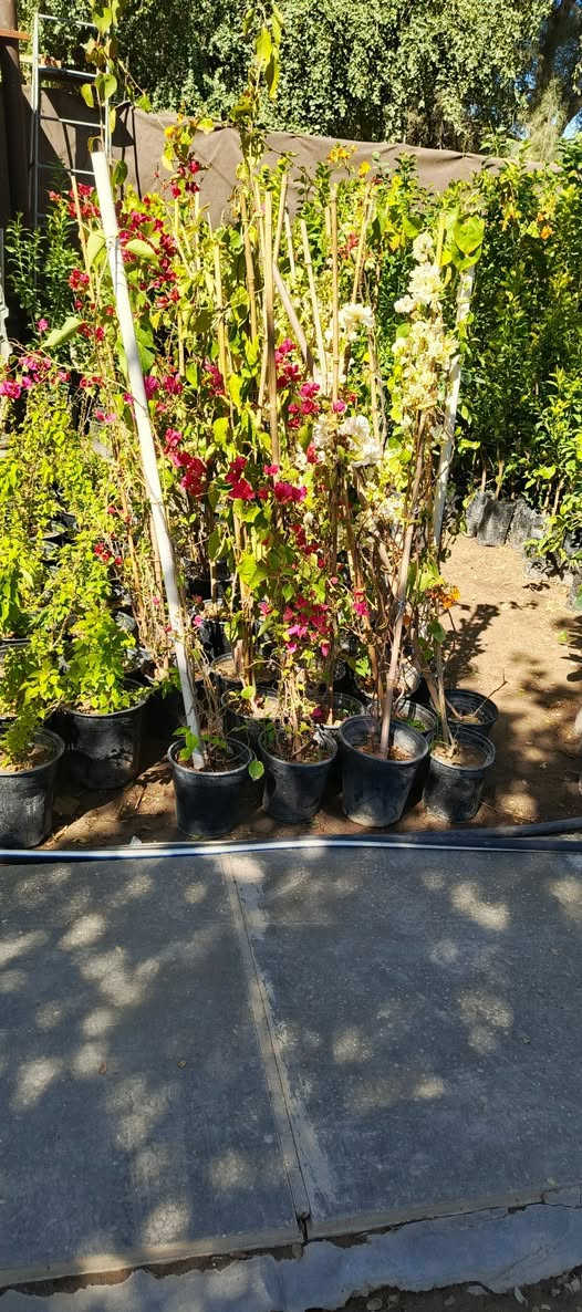 يا الله يتوفر يم # مشتل_المسرة تشكيلة واسعة ومتنوعة من النباتات الزينة التي تضفي جمالًا وسحرًا على أي حديقة أو مساحة داخلية. ويقدم المشتل خيارات متعددة تناسب مختلف الأذواق، مما يجعله الوجهة المثلى لمحبي النباتات والمهتمين بتزيين منازلهم أو أماكن عملهم بالنباتات. العنوان الدقيق للمشتل يقع في حي المعلمين الأولى، مباشرة مقابيل ثانوية موطني، مما يجعله من السهل الوصول إليه سواء كنت تجتاز المنطقة لأول مرة أو كنت من سكان المنطقة.


**إذا كنت صاحب هذا الإعلان وتريد حذفه لأي سبب، رجاءا أرسل رسالة إلى الدعم الفني**