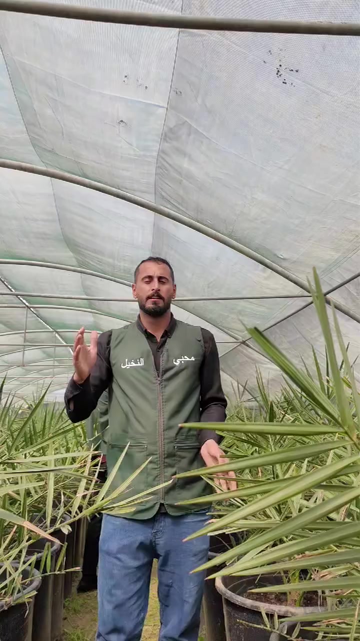 تقدم لكم فسائل البرحي النسيجي بالحجم الكبير جداً،
✔️ موقلمة
✔️ خالية من الأمراض والآفات
✔️ جاهزة للغرس مباشرة
📌 الكمية محدودة، لذا سارعوا بالحجز.
🔹 هذه الفسائل تم شراؤها سابقاً من قبل أحد زبائننا الكرام لغرض التربية قبل سنة،
ونحن اليوم قررنا عرضها للبيع بأسعار مناسبة جداً.
⏳ مدة الإثمار: من سنة إلى سنتين بإذن الله.
للحجز والاستفسار يرجى التواصل معنا عبر الخاص أو الاتصال المباشر.
للاستفسار والتواصل:
- قسم المبيعات النخيل : ***********
- قسم المبيعات النخيل : ***********
- قسم الاسمده والتوصيل: ***********

الموقع: محافظة بابل، مدينة الحلة، طريق منطقة عوفي.

#البشير_مشروع_وطن  
#شركة_البشير_العالمية
